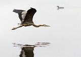 Heron In Foggy Flight_24432